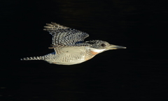 本日のローパス(20161203）