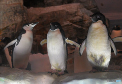 ペンギンたち
