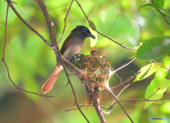 サンコウチョウの親子