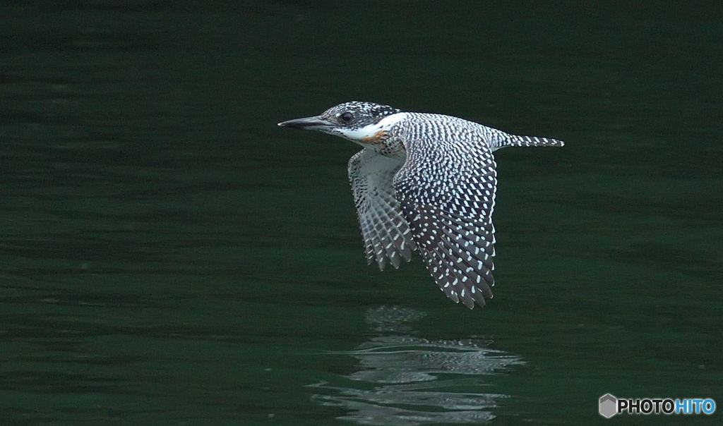 本日のヤマセミ♂