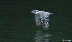 本日のヤマセミ♂