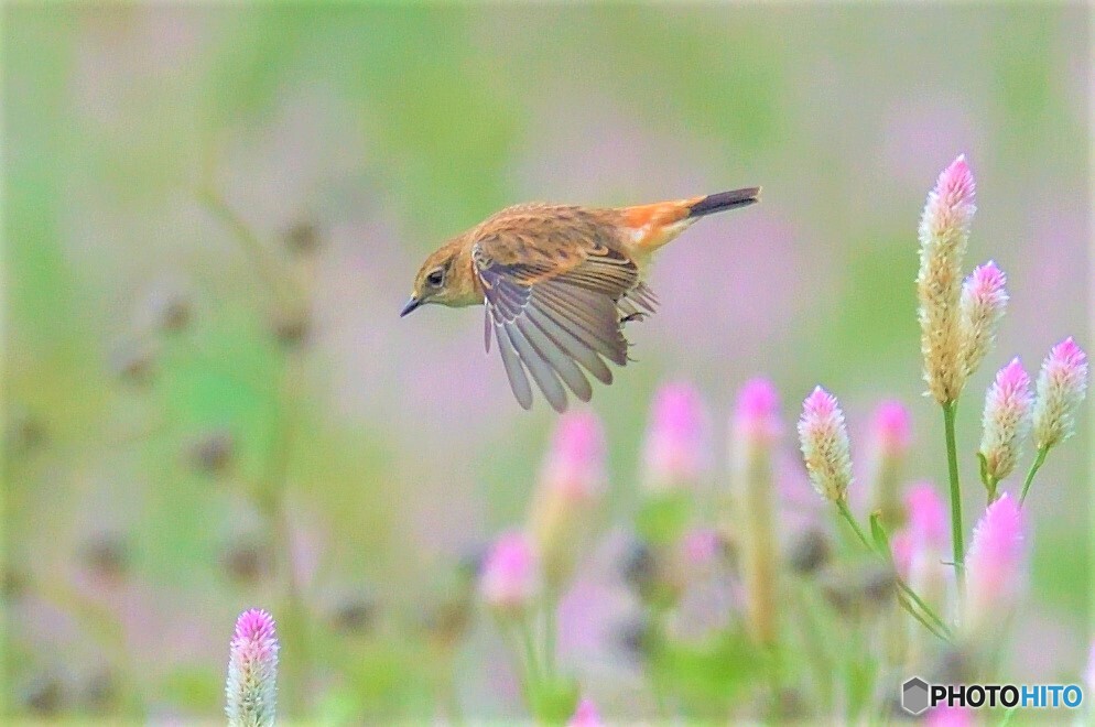 ノゲイトウからの飛び出し