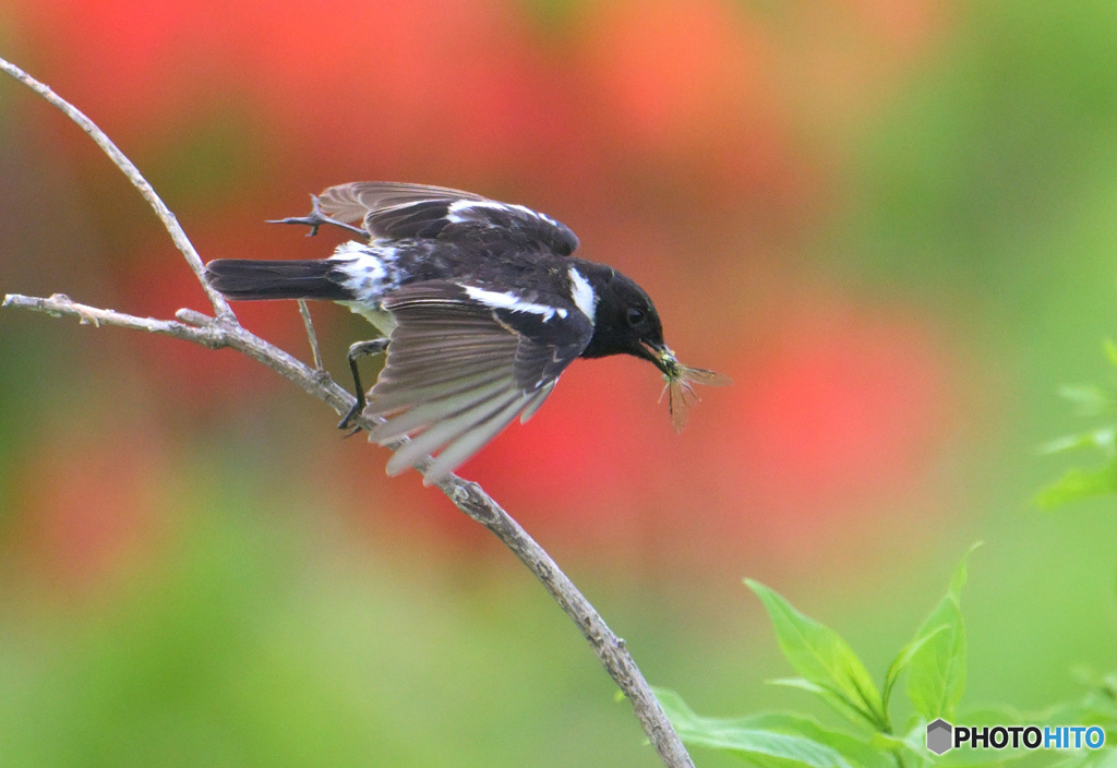 レンゲツツジにノビタキ⑧