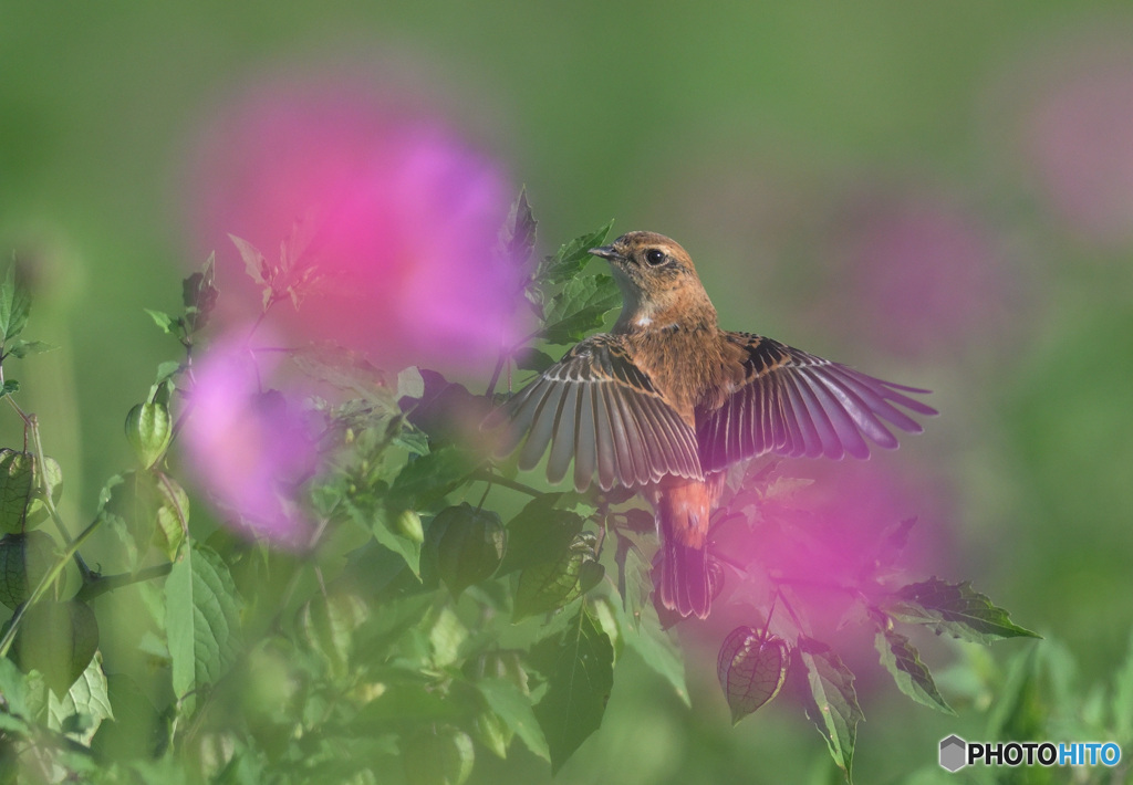 秋桜にノビタキ①