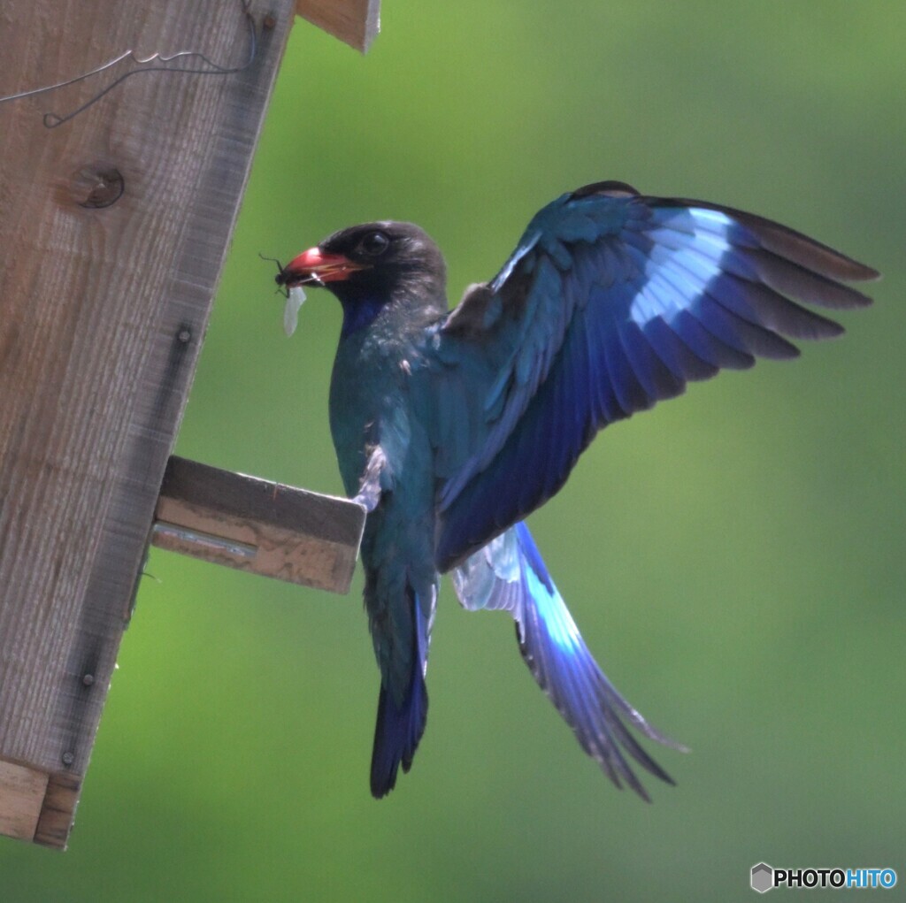 7月のブッポウソウ㉑