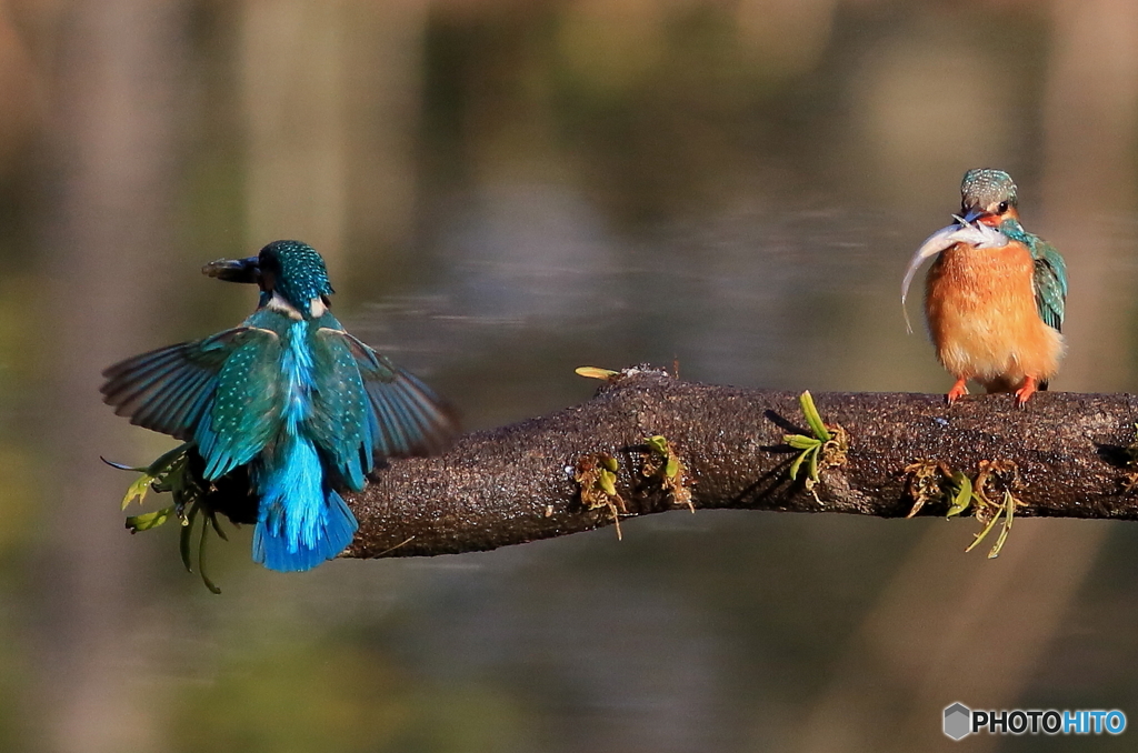 それぞれの食事