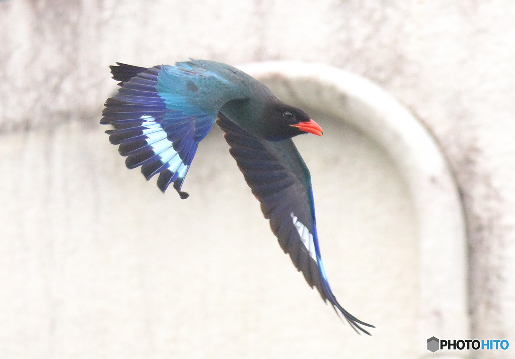 ブッポウソウ51