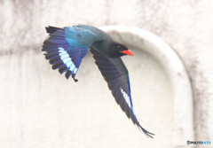 ブッポウソウ51