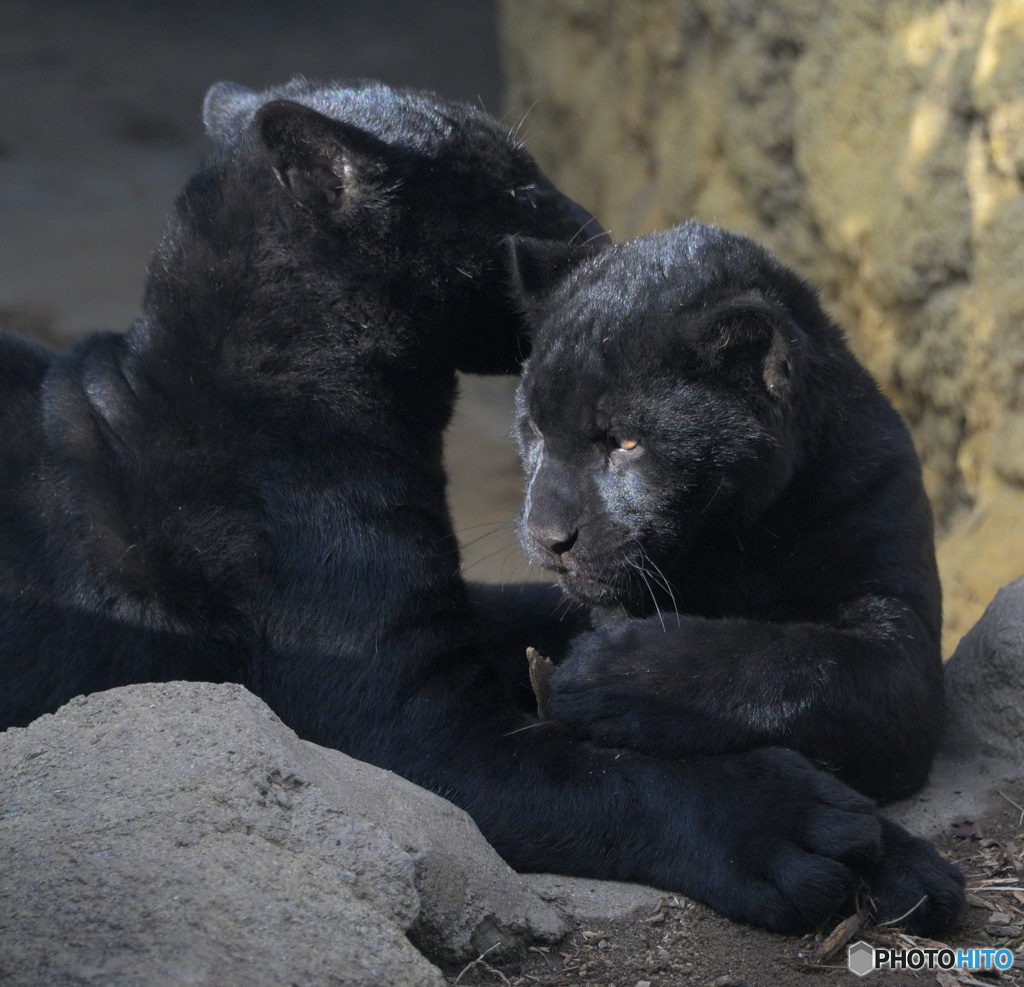 ジャガーの兄弟