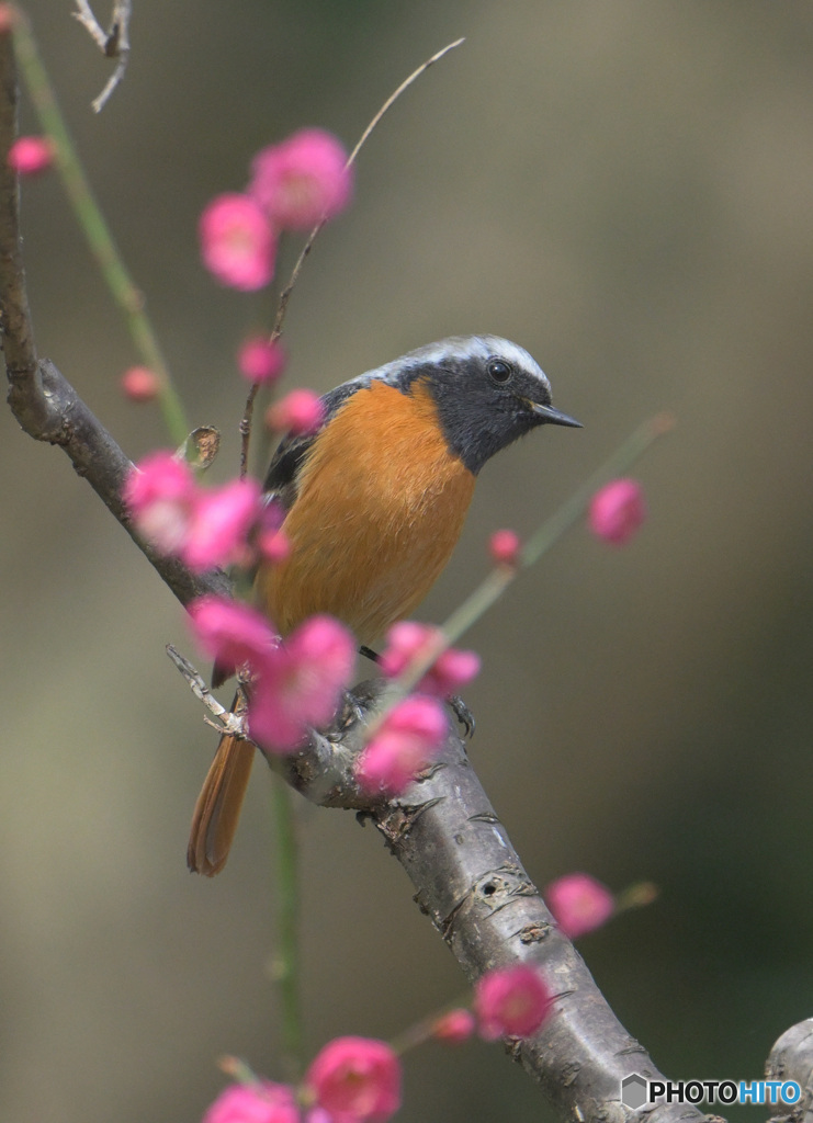 満開の紅梅にジョウビタキ