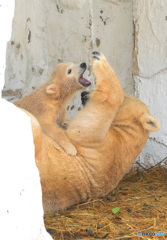 シロクマの母娘⑨