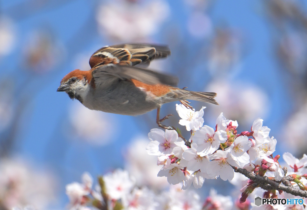 桜ニュウナイにスズメ⑤