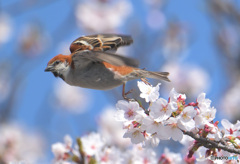 桜ニュウナイにスズメ⑤
