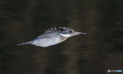 本日のローパスⅡ(20161126）