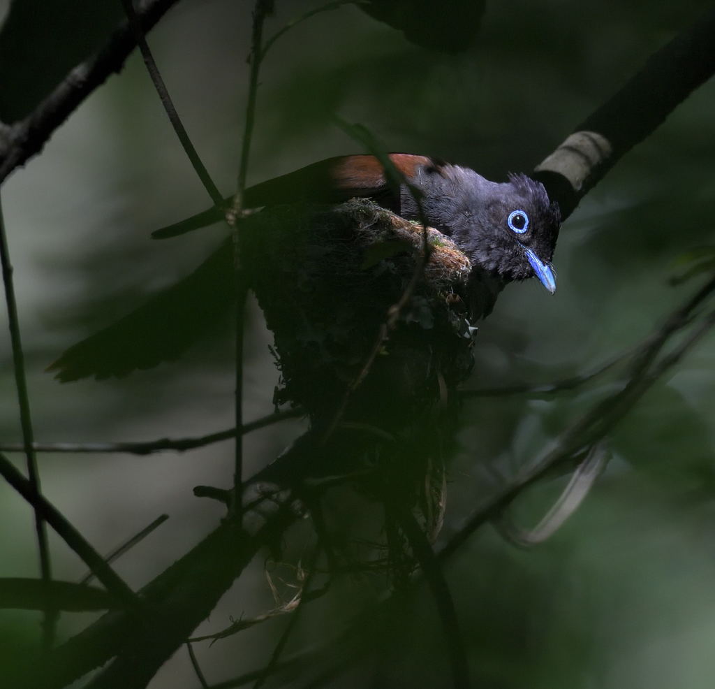 サンコウチョウ2019②