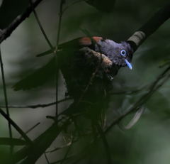 サンコウチョウ2019②