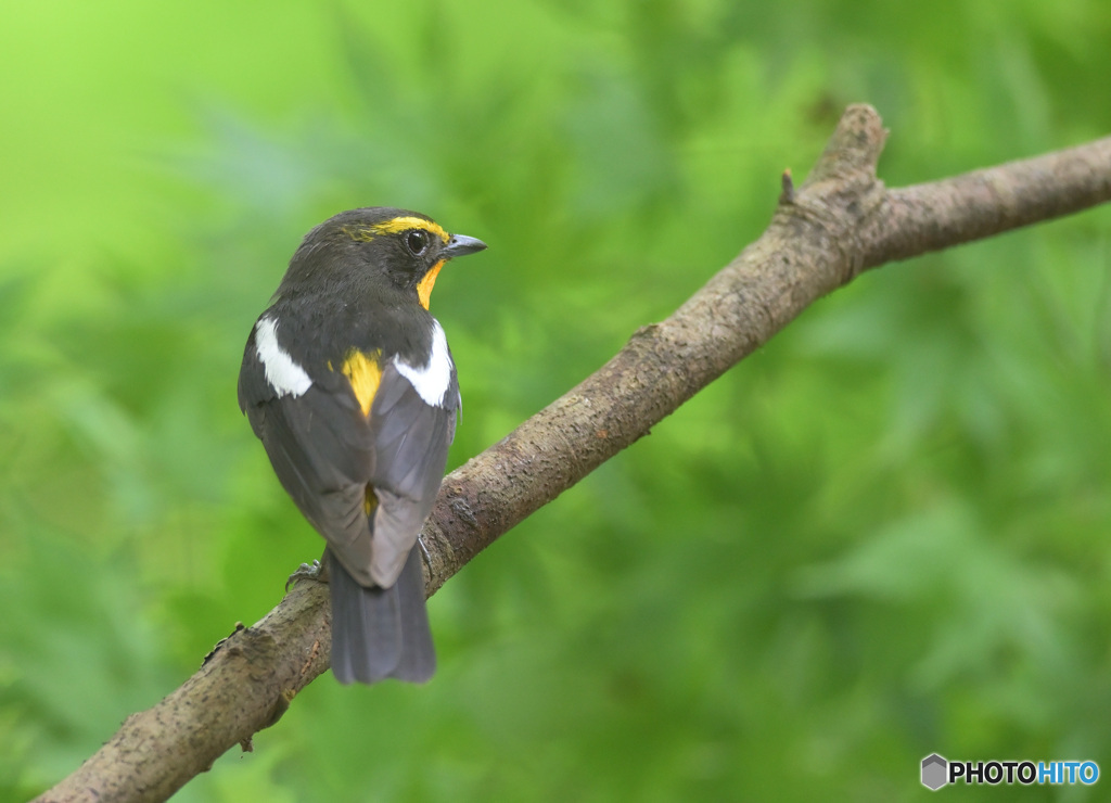 6月のキビタキ君③