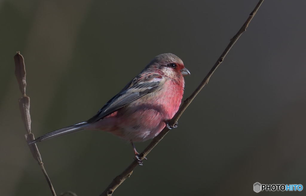 ベニマシコ君のポートレート