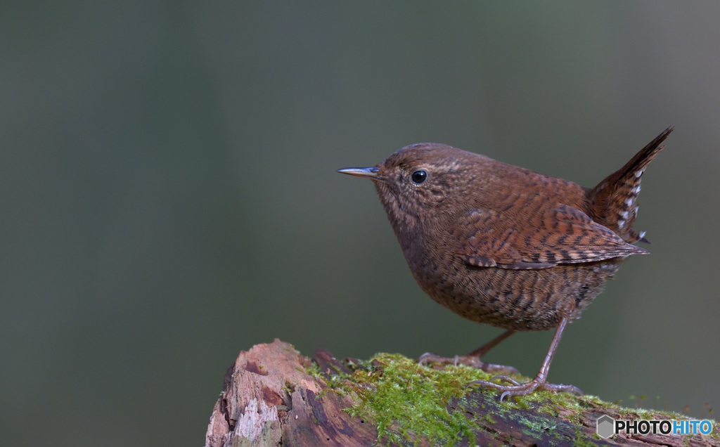 ミソサザイ2020③