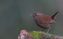 ミソサザイ2020③