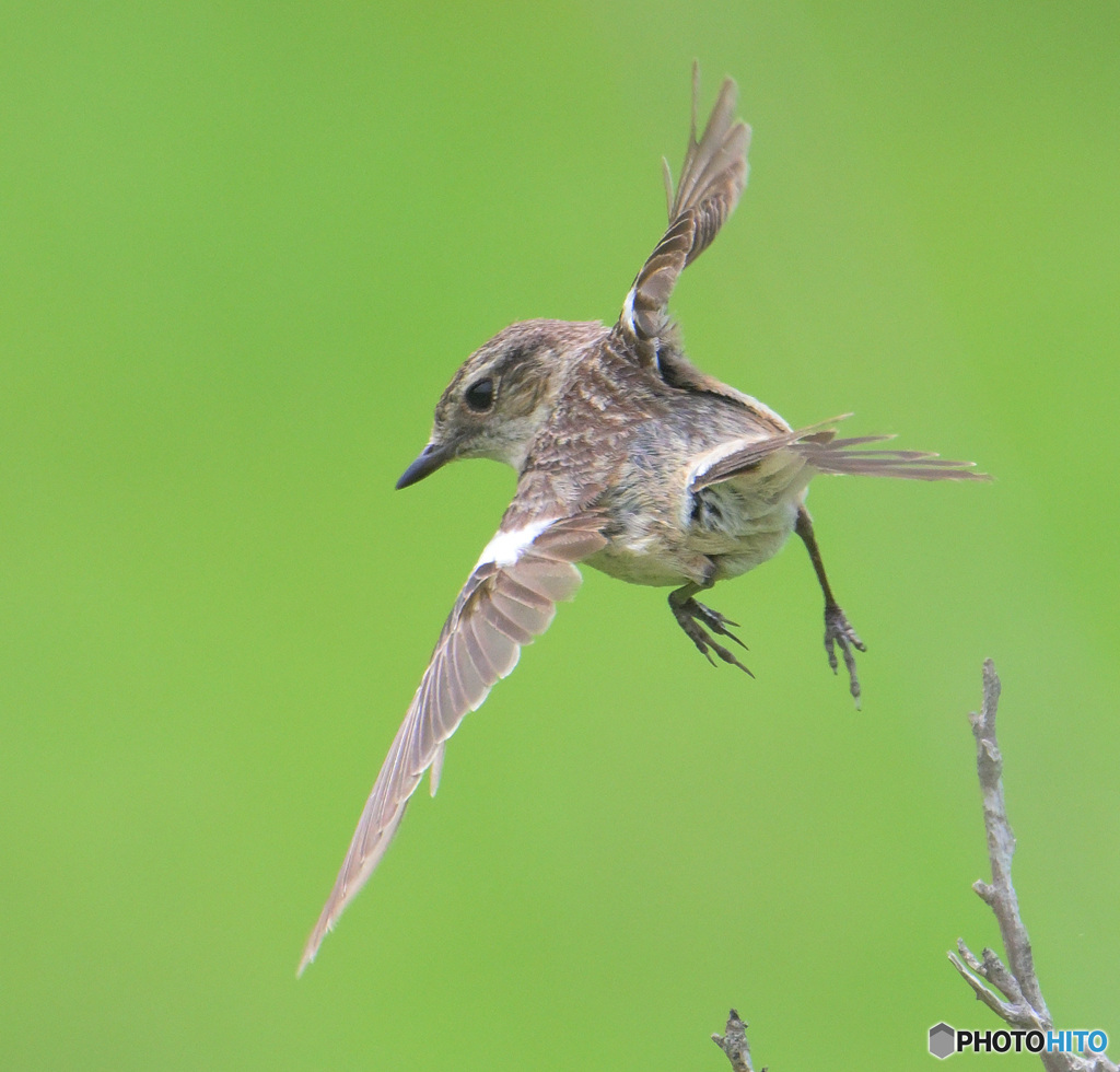 ノビタキさん②