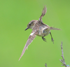 ノビタキさん②