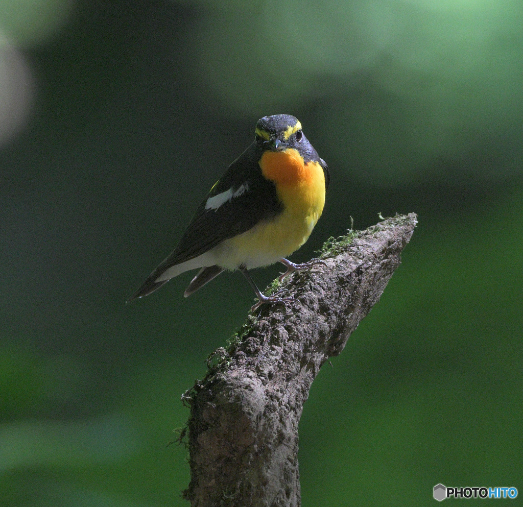 Z9でキビタキ君