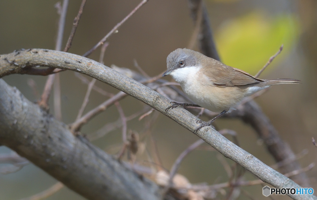 迷鳥コノドジロムシクイⅤ