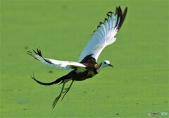 思い出のレンカクさんⅦ