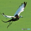 思い出のレンカクさんⅦ