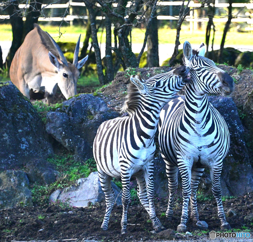 後ろから覗いてますね(^_^;)