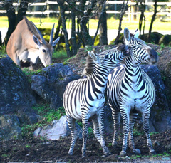後ろから覗いてますね(^_^;)