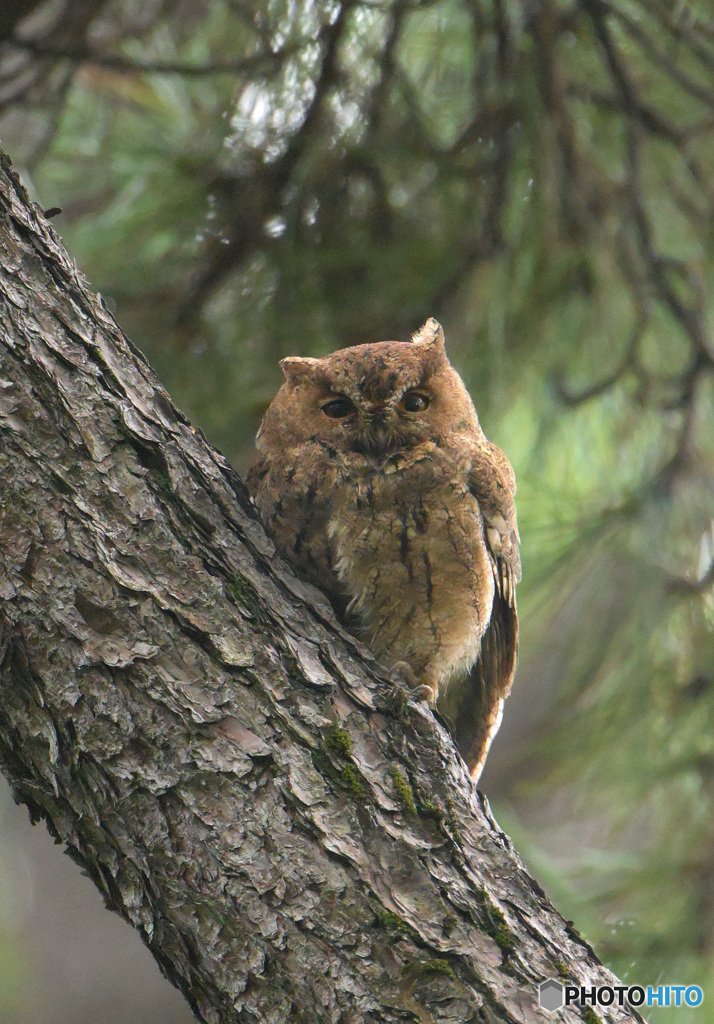 オオコノハズク②