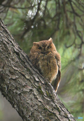 オオコノハズク②