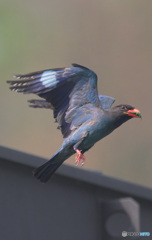 7月のブッポウソウ⑳