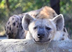 ハイエナの笑顔