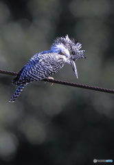 お魚居るかな～？