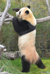 立つパンダ