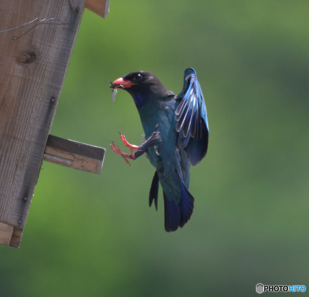 7月のブッポウソウ㉝