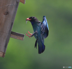 7月のブッポウソウ㉝