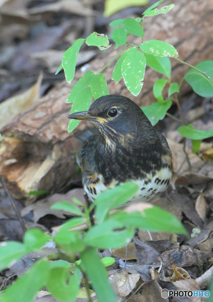 クロツグミのかくれんぼ