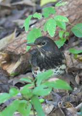 クロツグミのかくれんぼ