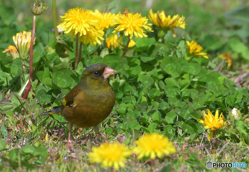 タンポポにカワラヒワ②