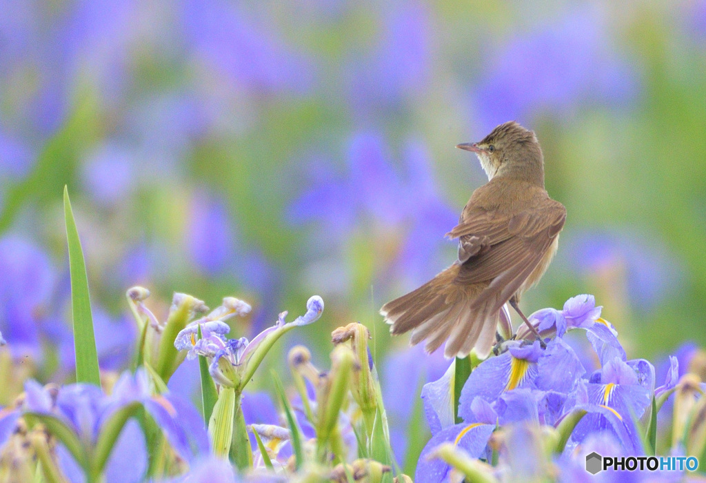 菖蒲にオオヨシキリ㉑