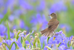 菖蒲にオオヨシキリ㉑