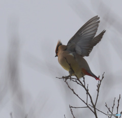 元気なヒレンジャク