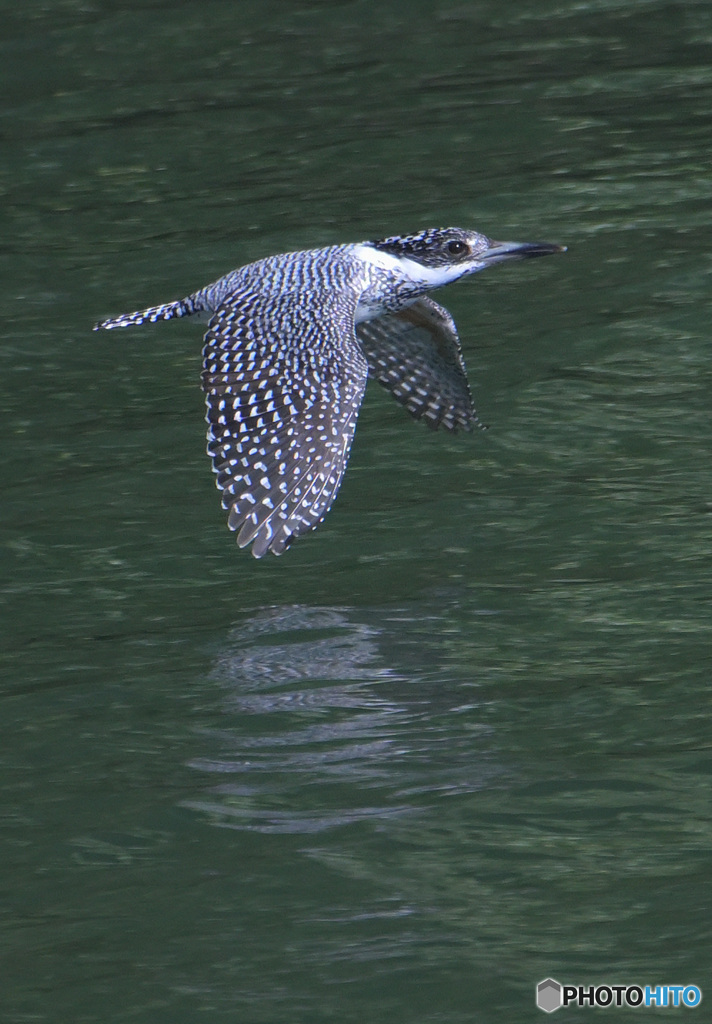 ヤマセミのローパス