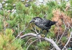 スマホでホシガラス