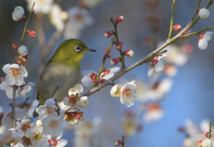 白梅にメジロ