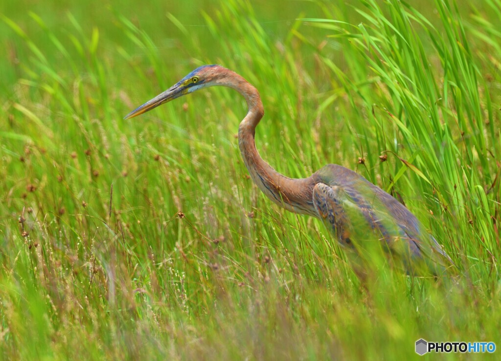 初めてのムラサキサギⅧ